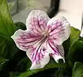 Streptocarpus 'Anderson's Purple Delta'