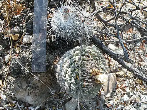 Plant growing with Mammillaria parkinsonii