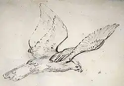 Study of harpy eagle for the painting