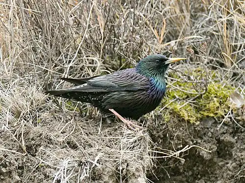 Subspecies S. v. porphyronotus