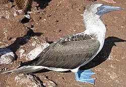 Image 34Blue-footed booby (from Galápagos Islands)