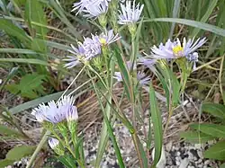 Flower heads showing involucres and phyllaries