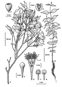 Botanical illustration
