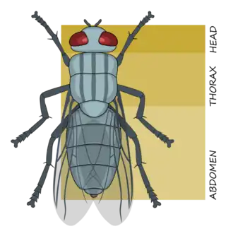 Tagmata of an insect: head (cephalon), thorax and abdomen