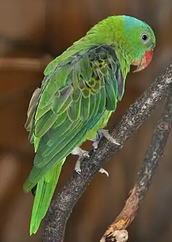 Green parrot with blue nape and red beak