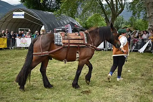 Showing as a pack horse