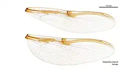 Female wings