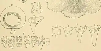 #54 (?/4/1880), Selected details of the Grand Banks specimen: 50th sucker of one of arms II (fig. 3), statolith in front and lateral aspects (fig. 4), and various views of the radular teeth (figs. 5–7) (Verrill, 1881b:pl. 38 figs. 3–7; see uncropped version)