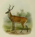 Illustration of Manchurian wapiti