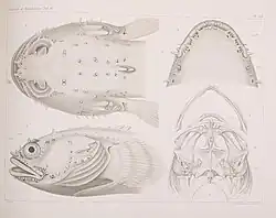 Plate showing side, dorsal, and ventral views of a toadfish head, skull, and mandible