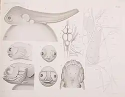 Plate showing side, front, and dorsal views of toadfish embryo and larva