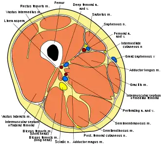 Cross-section through the middle of the thigh.