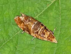 European grapevine moth