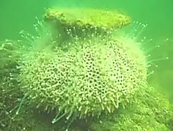 Toxopneustes roseus from the Gulf of California, Mexico