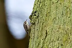 Short-toed treecreeper, Sofiero, Skåne - a new colonist in the far southwest of Sweden