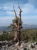 Weather-beaten limber pine near the summit. The Mojave Desert is in the background.