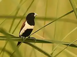 Tricoloured Munia - Lonchura malacca malacca at Haiderpur Wetland