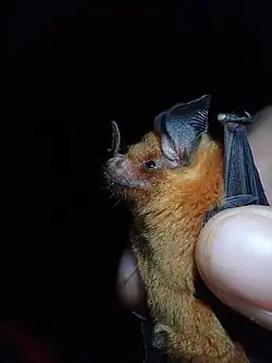 Brown bat