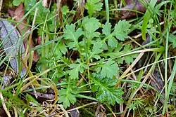 Triplostegia glandulifera