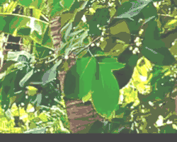 Golden Birdwing flying, captured in Luzon, Philippines