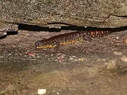 Specimen. Black and orange lizard.