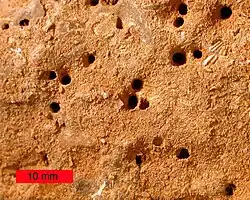 Trypanites borings in an Upper Ordovician hardground from northern Kentucky.