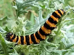 Image 12The black and yellow warning colours of the cinnabar moth caterpillar, Tyria jacobaeae, are avoided by some birds. (from Animal coloration)