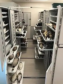 metal drawers pulled out from metal cabinets containing preserved bird study skins