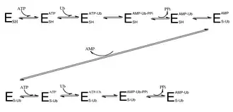 Figure 1. shows the sequence of how the ubiquitin activating enzyme attaches to ATP and the ubiquitin substrate. It also shows how two ubiquitin substrates can be bound at one time.