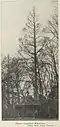A comparatively level-branched tree labelled 'Wheatleyi', Holland, 1912[37]