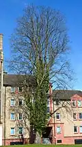 Fastigiate wych elm, Bruntsfield Links, 2016