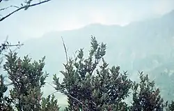 Vaccinium padifolium shrubs on a slope in front of a view of São Vicente in Madeira, Portugal.