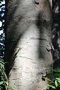 Bark