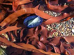Velella velella & Palmaria palmata