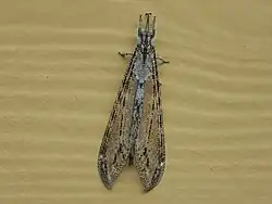 V. americana in Florida.