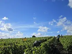Hand harvest in Vouvray