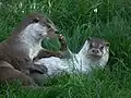 Playing by otters
