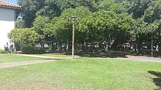 The main trunk of the banyan tree