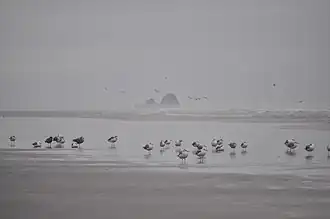 Copalis Rock from Roosevelt Beach