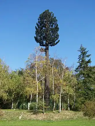 A site concealed as a pine tree, in a stand of trees in Yvelines, France