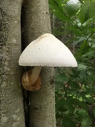 Volvariella bombycina