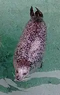 Harbor seal