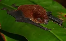 Brown bat