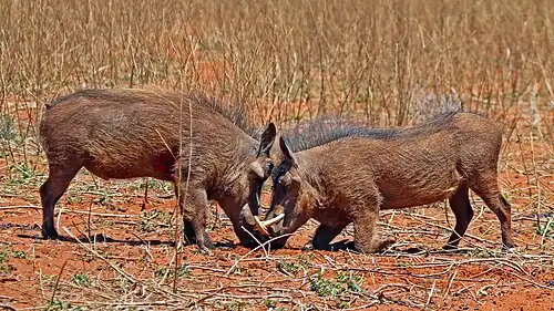 Young male kneels to protect throat Tswalu Kalahari Reserve, South Africa
