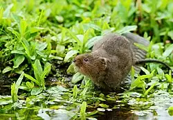European water vole (Arvicola amphibius)