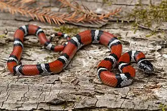 Western milksnake