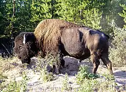 Wood bison (not pure) in Wood Buffalo National Park.