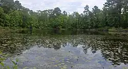 Woodland pond, Big Thicket National Preserve, Polk County, Texas, (May 2020)