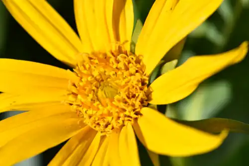 Flower head close-up