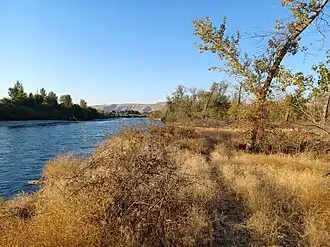 Shrubs and trees next to a river with brown hills in background